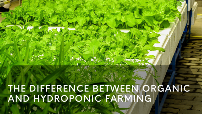 The Difference Between Organic and Hydroponic Farming